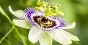 Passiflora: to sleep well!