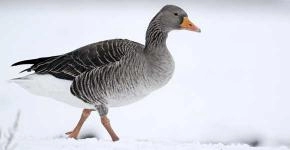 Your animal-totem: the Goose!