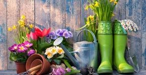 Grow your garden therapy