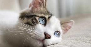 Understand the behavior of your cat