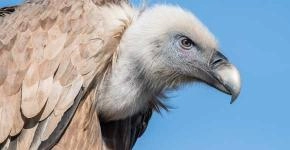 Aztec Astrology: Vulture