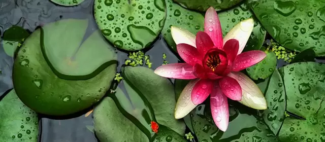 Horoscope for Wednesday, June 3, 2026
