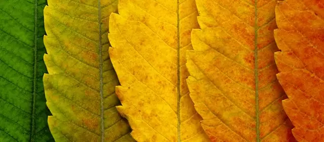 Horoscope for Sunday, October 4, 2026